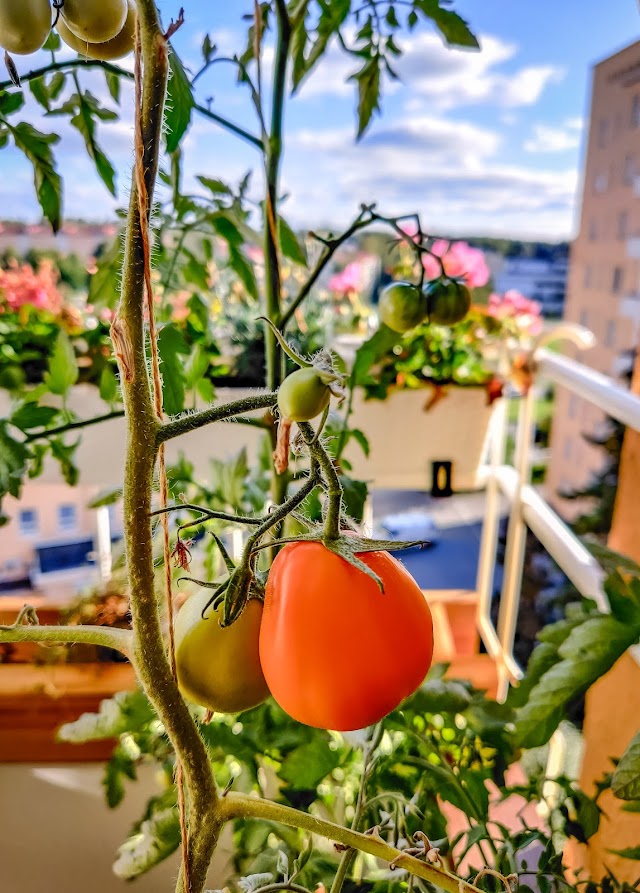 Vinkit tomaattien kasvattamiseen parvekkeella
