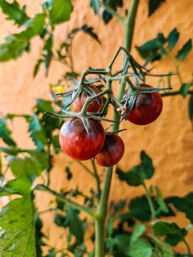 Tomaattien kasvattaminen parvekkeella vinkit