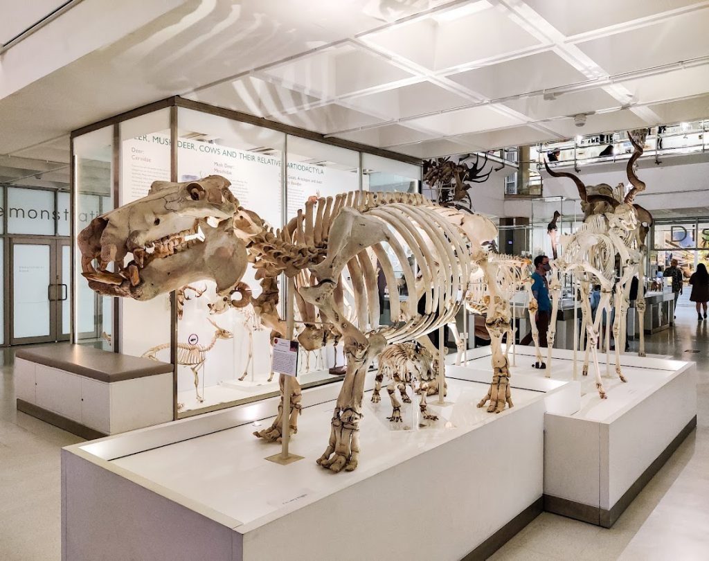 Cambridge Museum of Zoology museot lasten kanssa