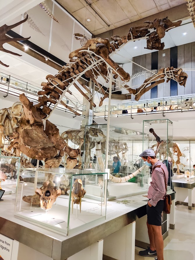 Cambridge Museum of Zoology museot lasten kanssa