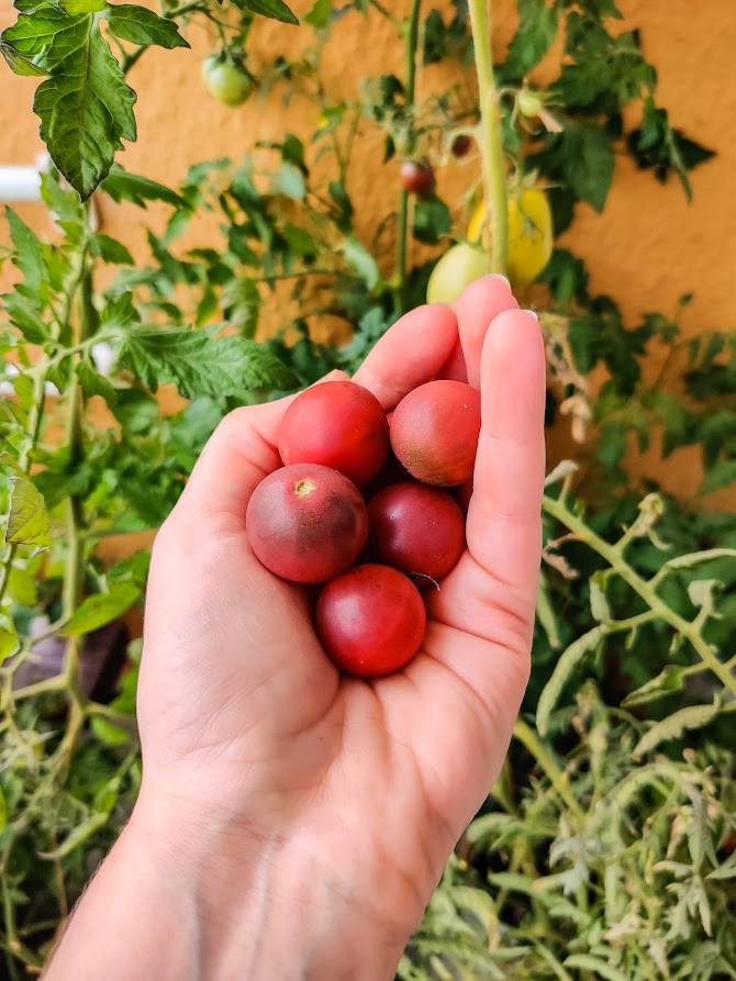 Tomaattien kasvattaminen parvekkeella vinkit