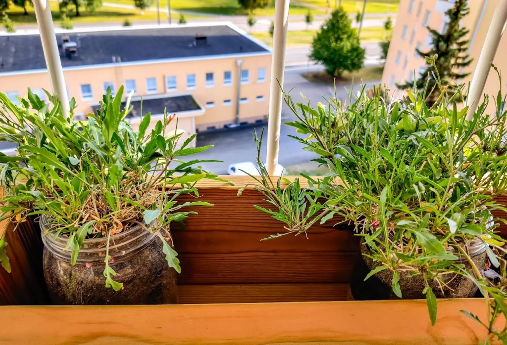 salaatin kasvattaminen parvekkeella vinkit