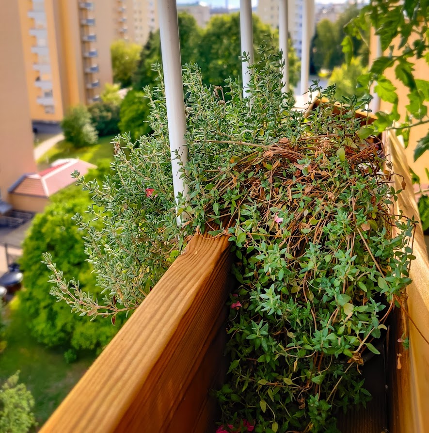 yrttien kasvattaminen parvekkeella vinkit