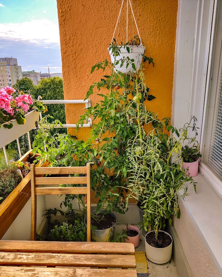 tomaattien kasvattaminen parvekkeella vinkit