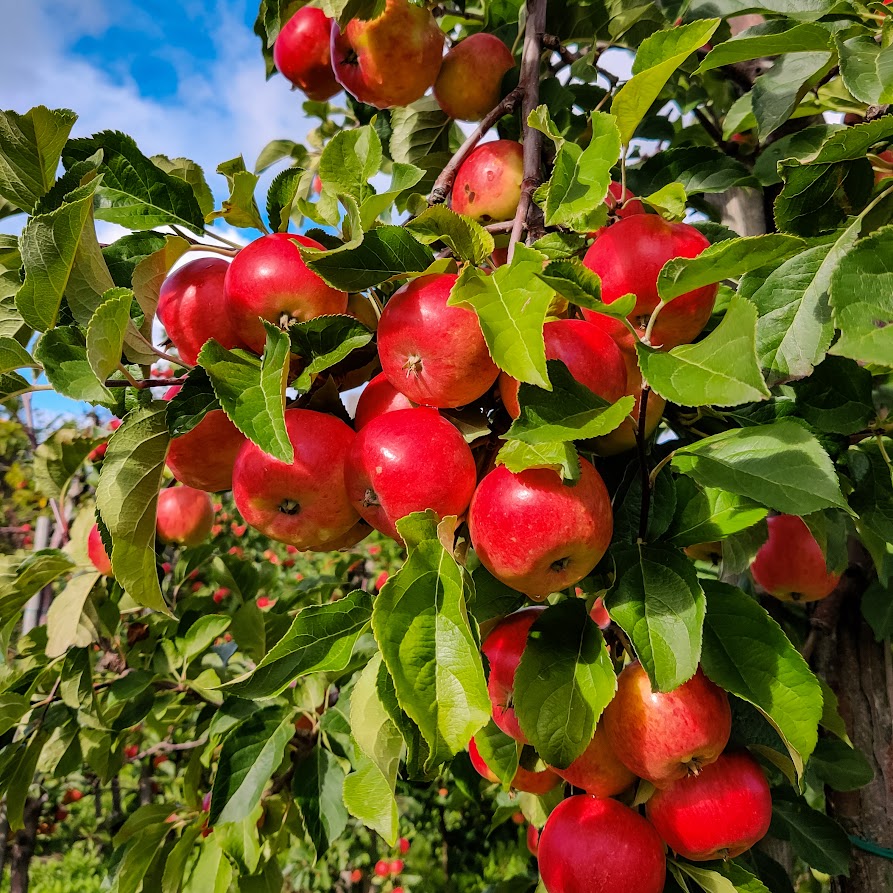 Ahvenanmaan sadonkorjuujuhlat omenatila Grannas